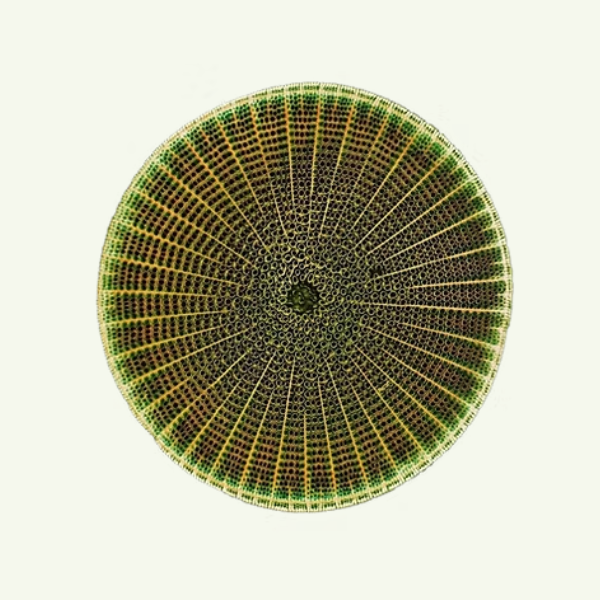 Mothership